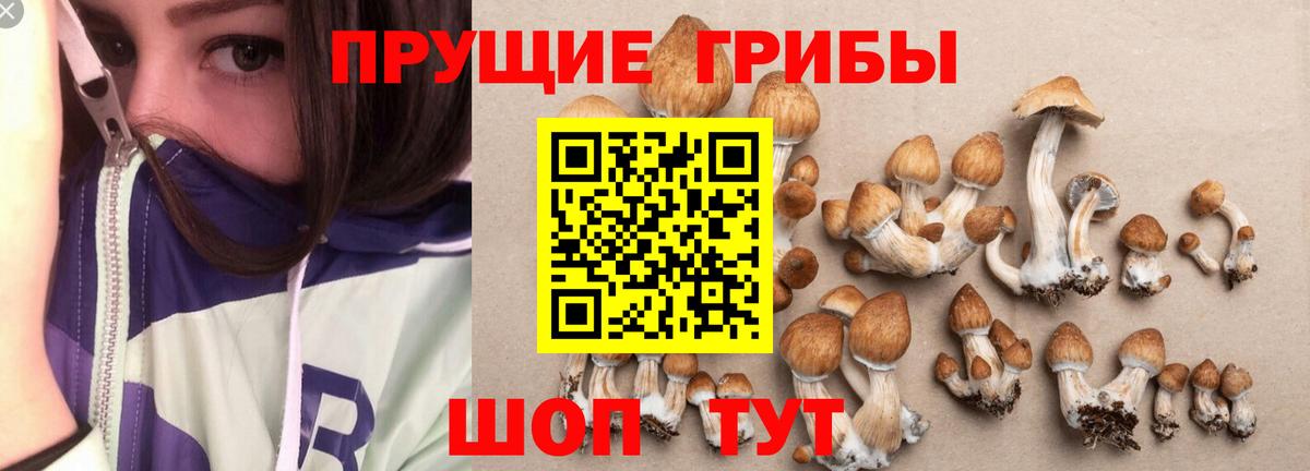 Псилоцибиновые грибы прущие грибы  купить наркотик  Хасавюрт  Вход с VPN  Галлюциногенные грибы Magic Shrooms 